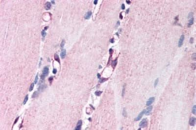 Immunohistochemistry-Paraffin: Neuregulin-1/NRG1 Antibody [NBP3-14417]